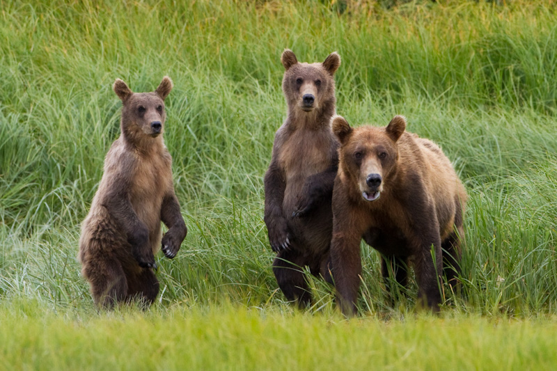 Grizzly Bear Sow And Cubs